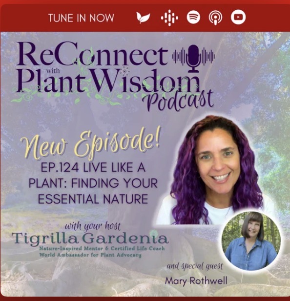 <a href="https://open.spotify.com/episode/1tIlsD1AgH5qKarSl91pGR?si=uxnCLHIGTAGSrER86OzeYg&utm_source=copy-link"> Reconnect with Plant Wisdom </a>